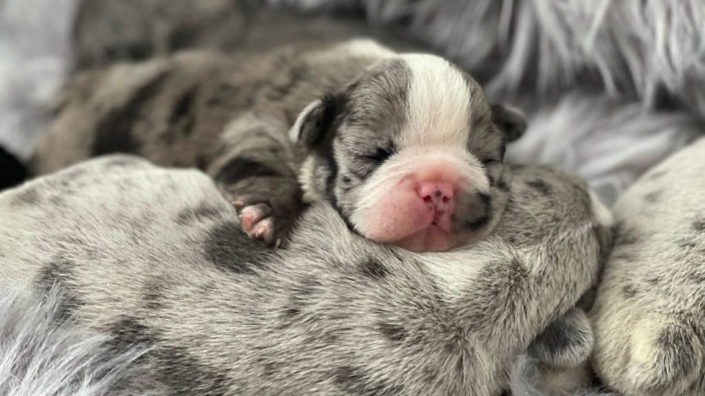 Buldog francuski - inteligentny i towarzyski