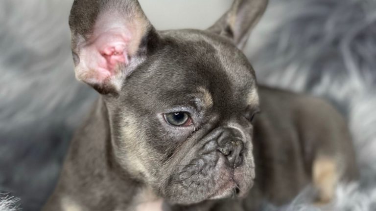 Hodowla Psów Rasowych PSIAKOWO - Psiakowo.net