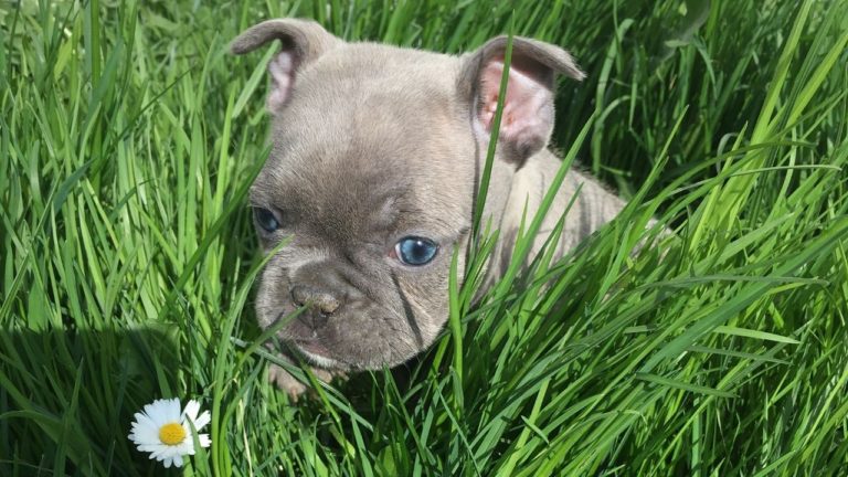 Buldog francuski - inteligentny i towarzyski