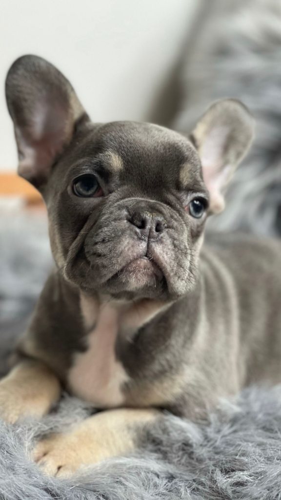 Strona internetowa psiakowo.net