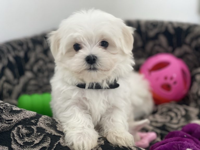 Dobrze przygotowany dom to szczęście i komfort pieska