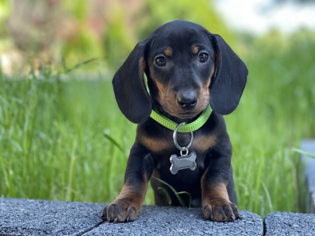Jamnik - pupil uczący empatii