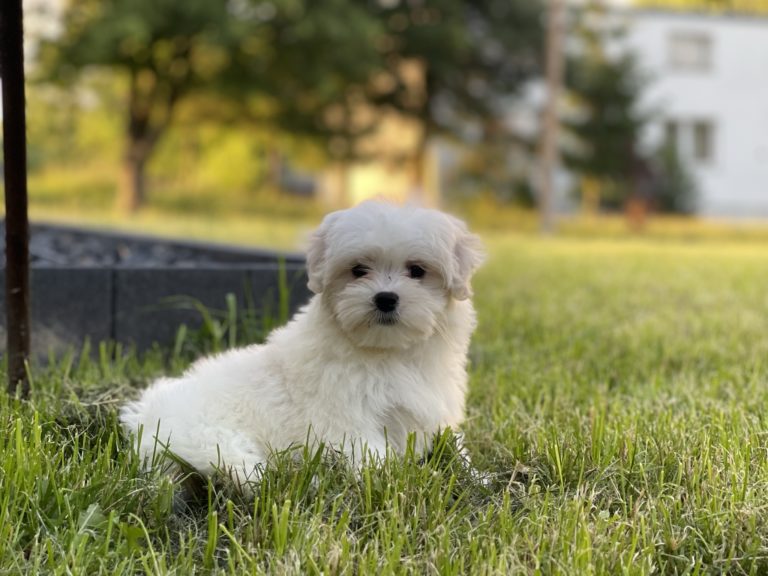Obrazek przedstawia małego maltańczyka znajdującego się w trawie