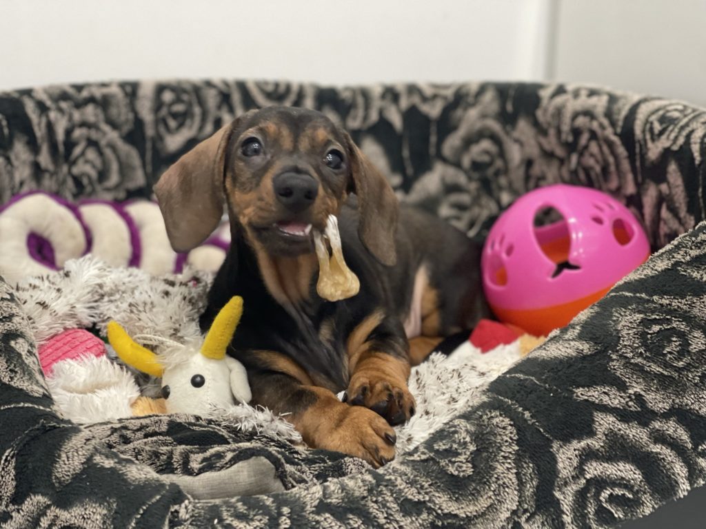 Zabawki i atrakcje dla pieska