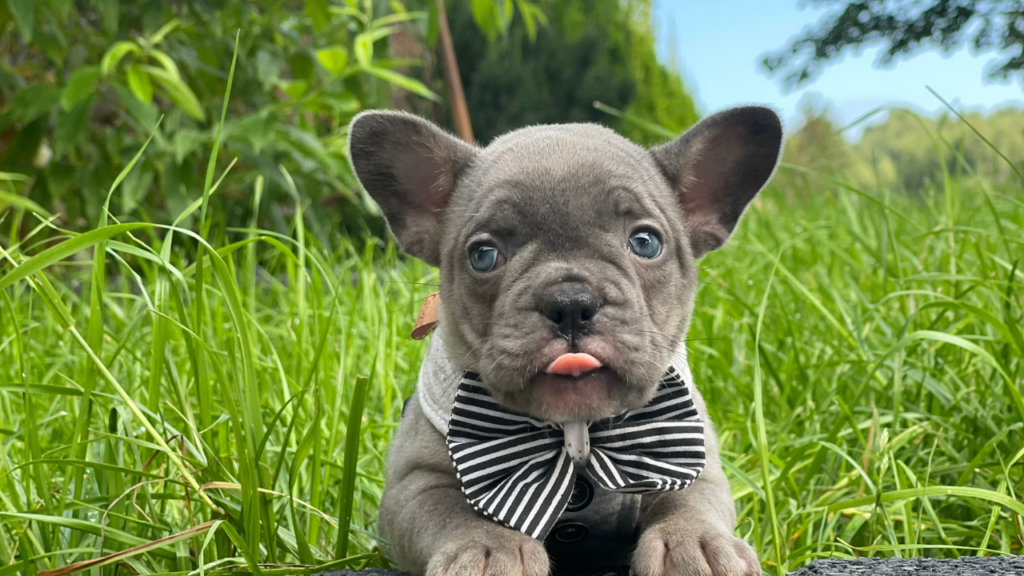 Buldog francuski to prawdziwy przyjaciel człowieka i idealny towarzysz do wspólnego życia.