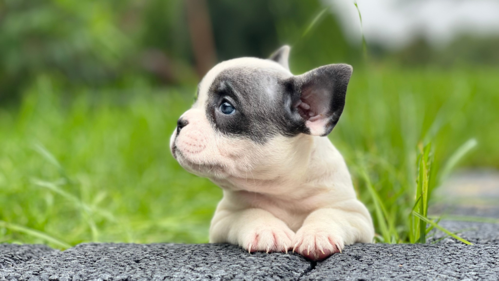 Buldogi francuskie to psy inteligentne i mądre