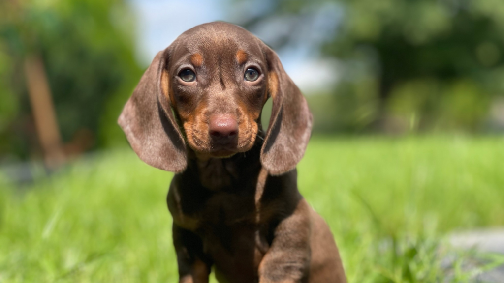 Jamnik to pies z długim pyskiem. Ta rasa posiada kilka charakterystycznych cech, które wyróżniają jamniki na tle innych psów.