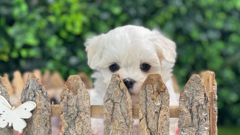Na zdjęciu widać słodkiego maltańczyka, który spogląda zza płotu. Po lewej stronie znajduje się motylek na płocie. W tle widać zielone krzaki.