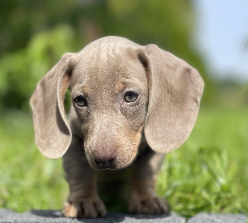 Kilka słów o jamnikach.