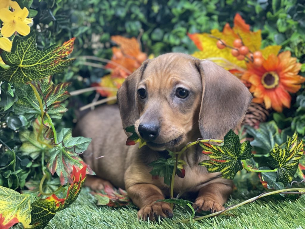 Jamnik to pies z długim pyskiem. Ta rasa posiada kilka charakterystycznych cech, które wyróżniają jamniki na tle innych psów.